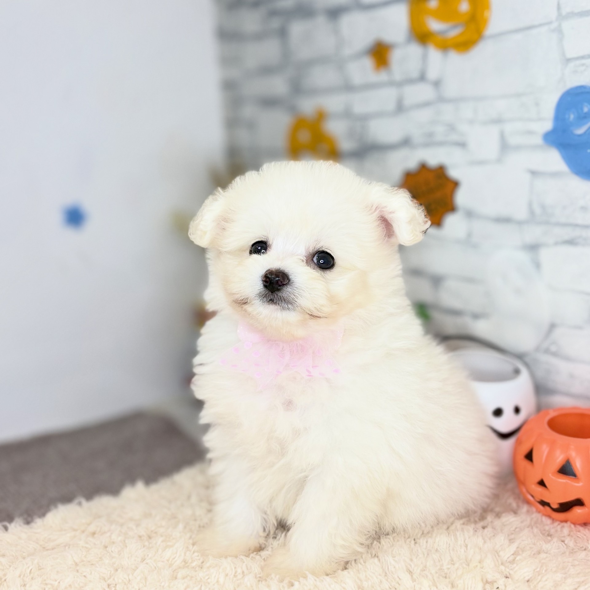 長野県のポメプー(ポメラニアン×プードル) (犬の家＆猫の里長野店/2026年8月10日生まれ/男の子/ホワイト)の子犬の3枚目の画像