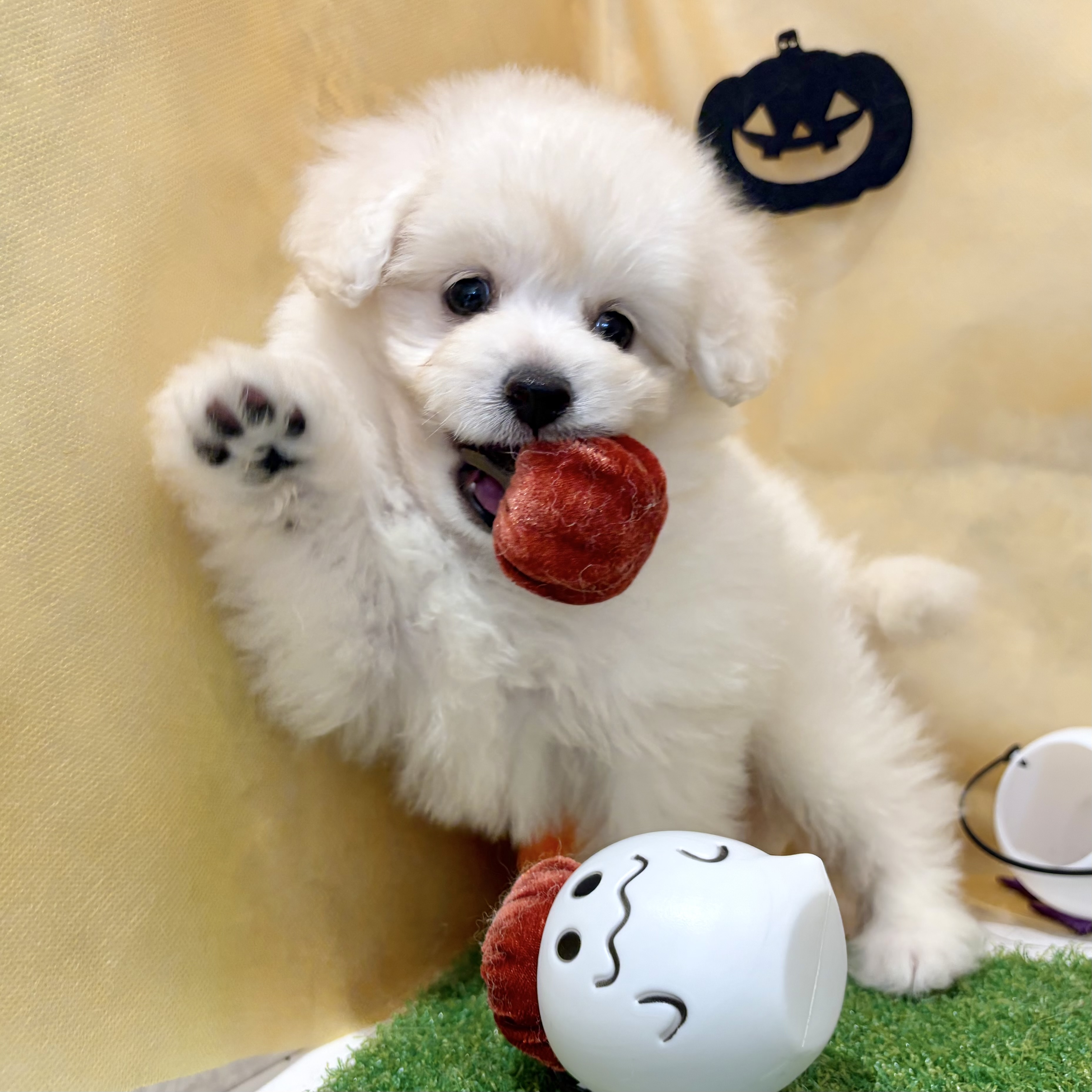 福岡県のポメプー(ポメラニアン×プードル) (犬の家＆猫の里くりえいと宗像店/2026年8月10日生まれ/男の子/ホワイト)の子犬の3枚目の画像