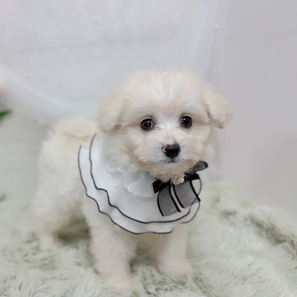 神奈川県のポメプー(ポメラニアン×プードル) (犬の家＆猫の里相模原店/2026年8月10日生まれ/男の子/ホワイト)の子犬の3枚目の画像
