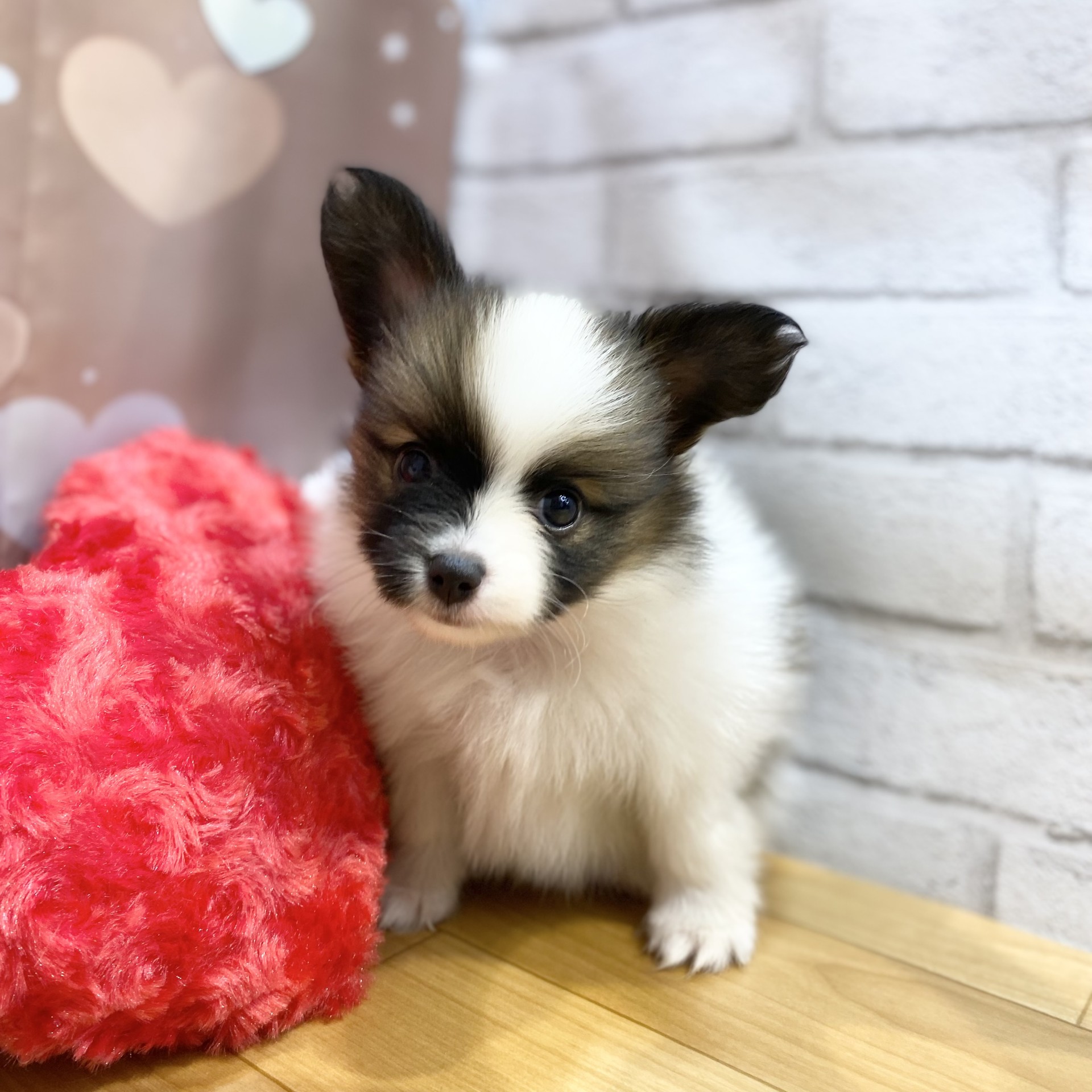 長野県のパピヨン (犬の家＆猫の里カインズ梓川店/2026年8月11日生まれ/男の子/ホワイトブラウン)の子犬の3枚目の画像