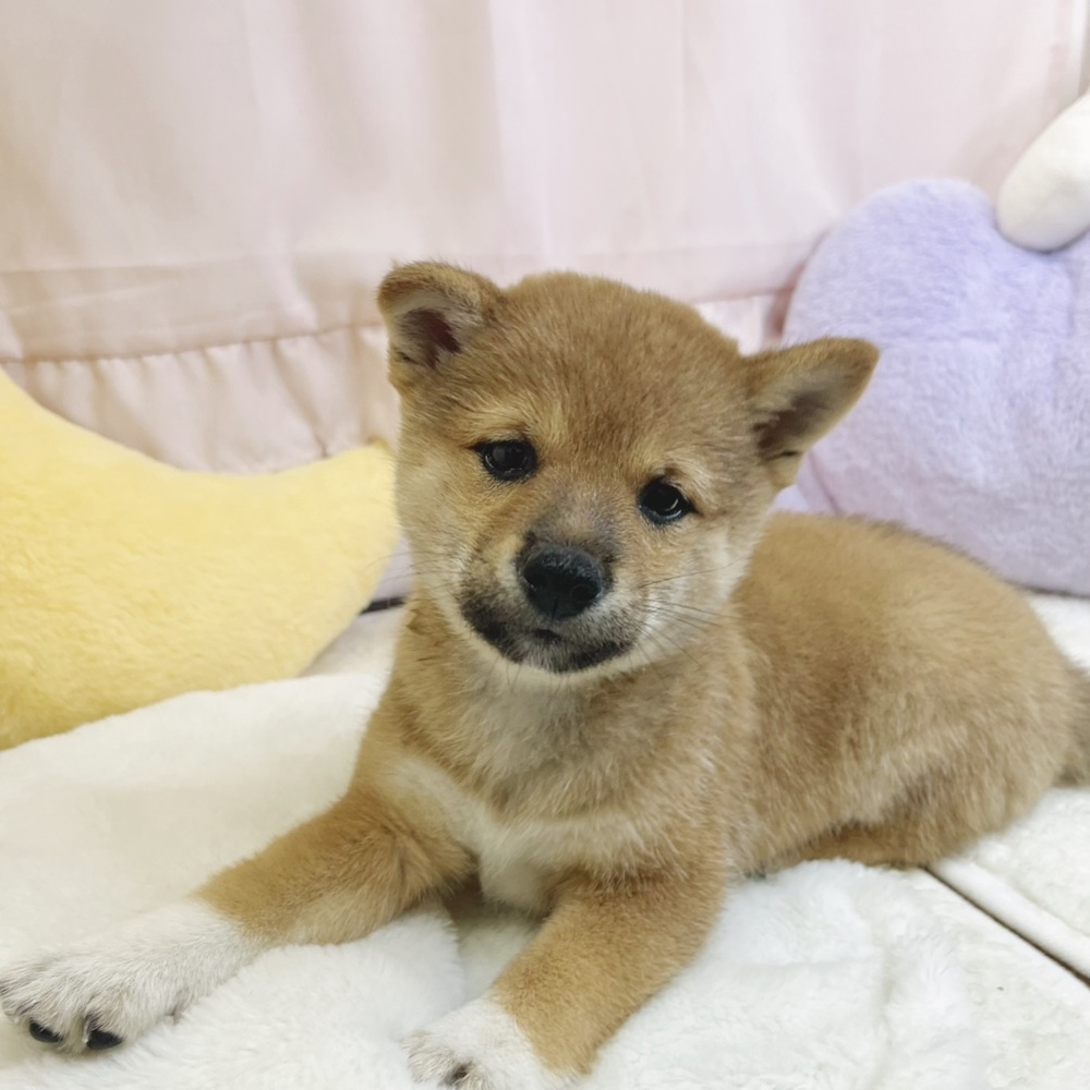 静岡県の柴犬(標準サイズ) (犬の家＆猫の里マークイズ静岡店/2026年8月10日生まれ/女の子/赤)の子犬の1枚目の画像