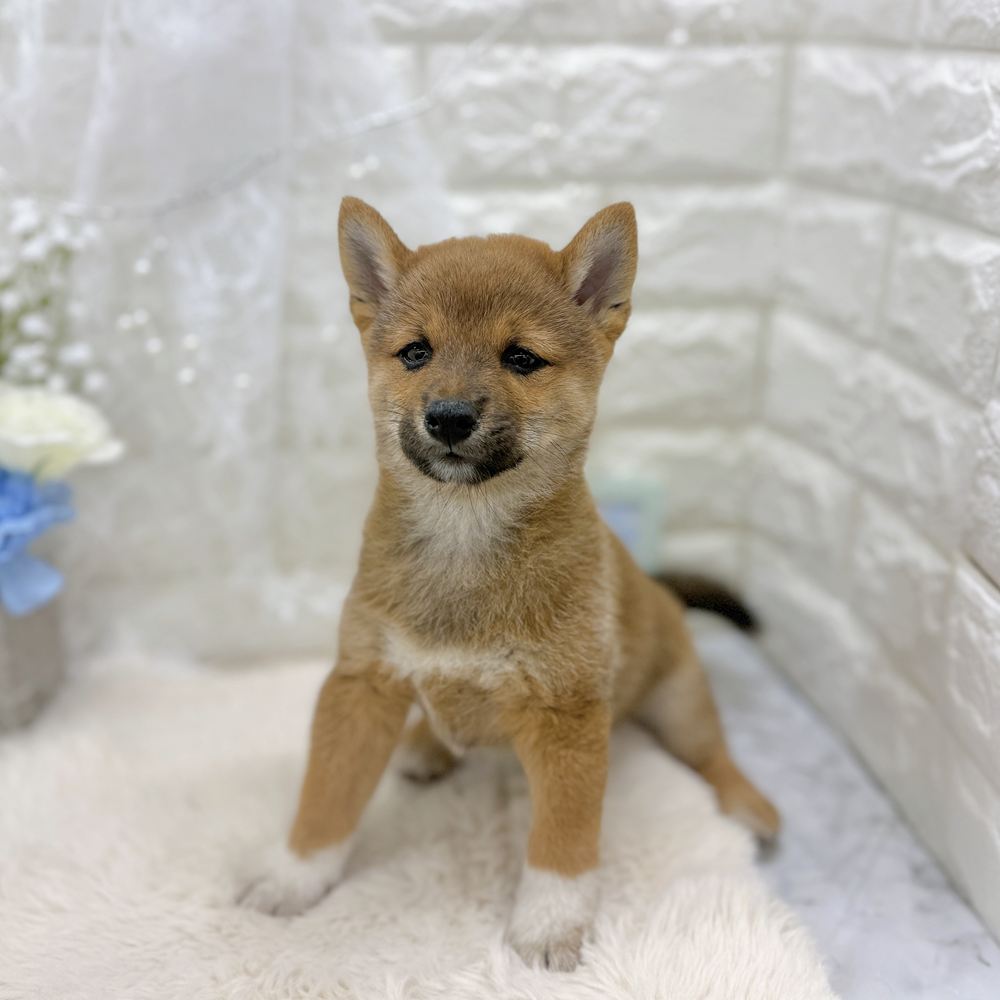福井県の柴犬(標準サイズ) (犬の家＆猫の里アミーゴ福井大和田店/2026年8月10日生まれ/男の子/赤)の子犬の3枚目の画像