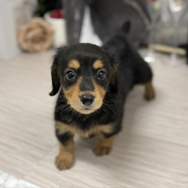 千葉県のミニチュアダックスフンド(ロング) (犬の家＆猫の里ワンズモール稲毛店/2026年8月11日生まれ/男の子/ブラックタン)の子犬の3枚目の画像