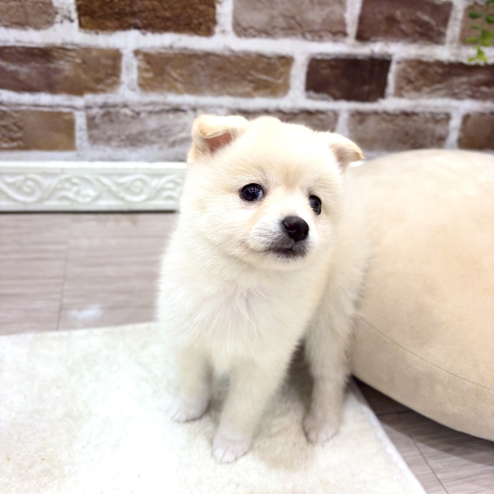三重県のポメ柴/豆ポメ/ポメ豆柴(ポメラニアン×柴犬) (犬の家＆猫の里三重桑名店/2026年8月7日生まれ/女の子/白)の子犬の3枚目の画像
