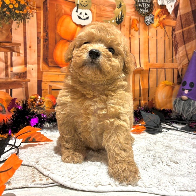 生体画像３