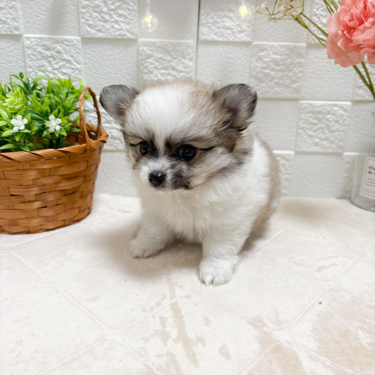 東京都のポメチワ/チワポメ/ポメチー(ポメラニアン×チワワ) (犬の家＆猫の里ペットフォレスト小平店/2026年8月9日生まれ/男の子/パーティーカラー)の子犬の3枚目の画像