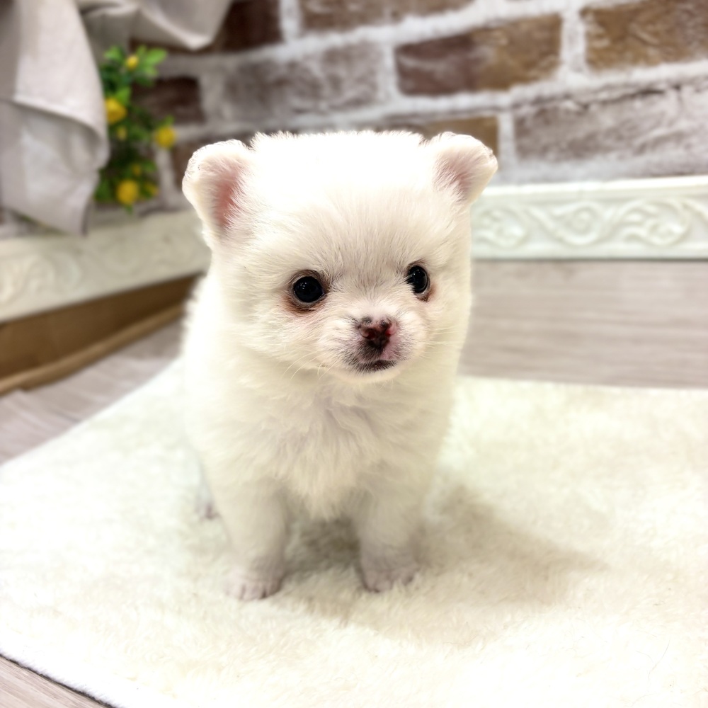 三重県のポメチワ/チワポメ/ポメチー(ポメラニアン×チワワ) (犬の家＆猫の里三重桑名店/2026年8月9日生まれ/男の子/クリーム)の子犬の3枚目の画像