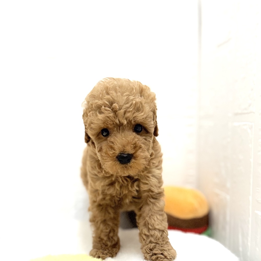 愛知県のトイプードル(トイ) (犬の家＆猫の里豊川インター店/2026年8月10日生まれ/女の子/アプリコット)の子犬の3枚目の画像