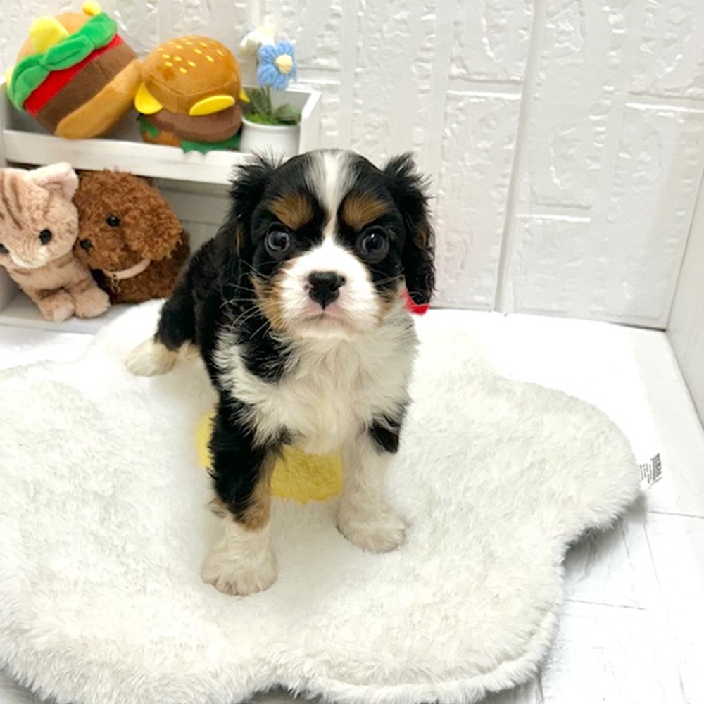 愛知県のキャバリアキングチャールズスパニエル (犬の家＆猫の里豊川インター店/2026年8月11日生まれ/男の子/トライカラー)の子犬の1枚目の画像