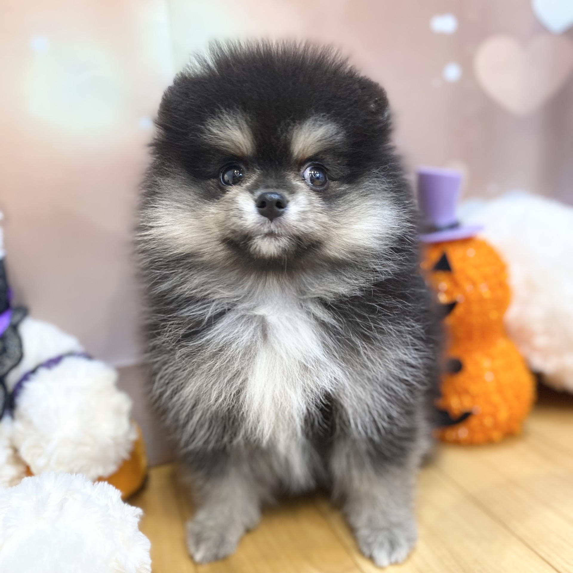 長野県のポメラニアン (犬の家＆猫の里カインズ梓川店/2026年8月6日生まれ/女の子/ブラックタンホワイト)の子犬の3枚目の画像