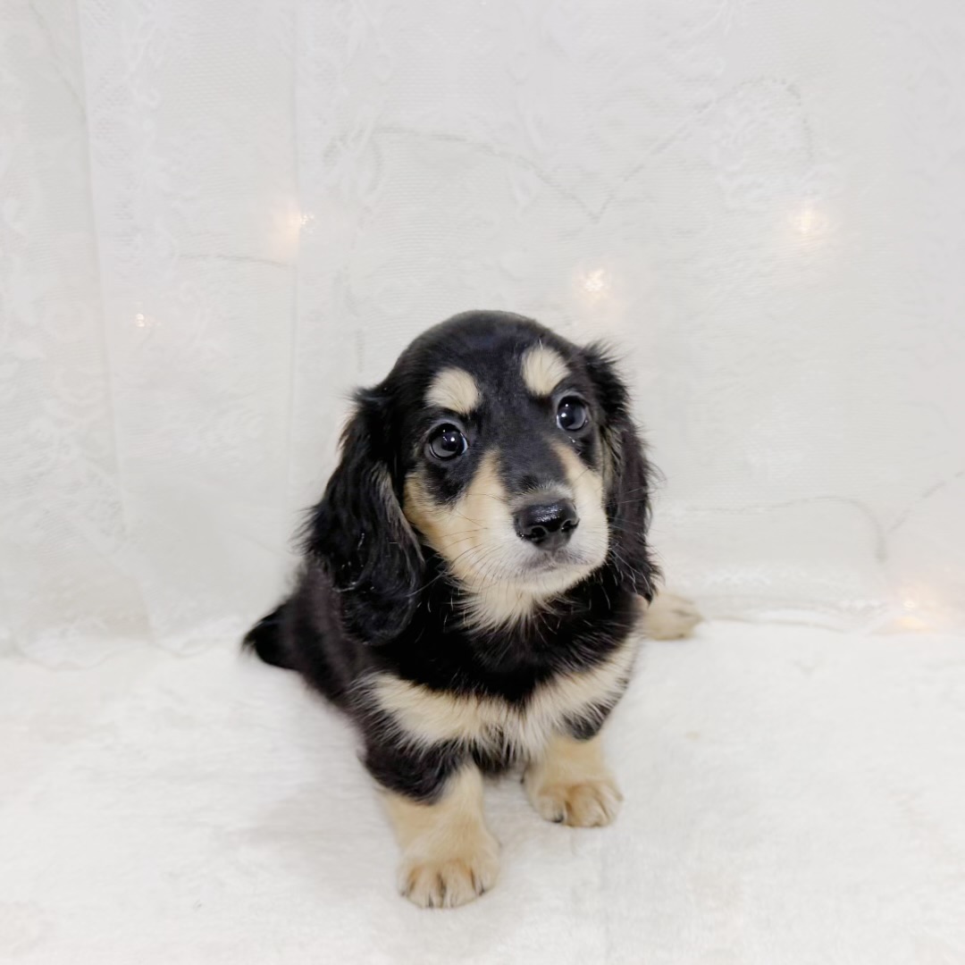千葉県のミニチュアダックスフンド(ロング) (犬の家＆猫の里BIGHOPガーデンモール印西店/2026年8月10日生まれ/男の子/ブラックイエロー)の子犬の3枚目の画像