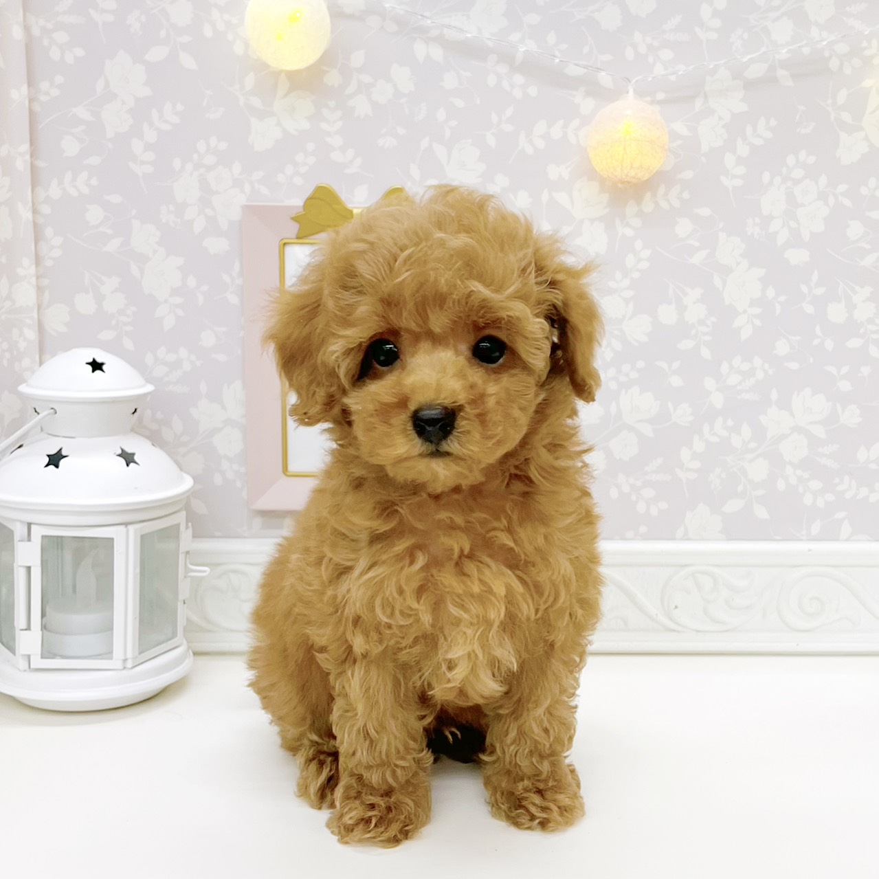 富山県のトイプードル(トイ) (犬の家＆猫の里富山店/2026年8月11日生まれ/男の子/レッド)の子犬の3枚目の画像