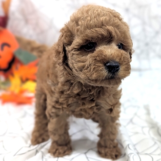 神奈川県のトイプードル(トイ) (犬の家＆猫の里小田原店/2026年8月11日生まれ/男の子/レッド)の子犬の3枚目の画像