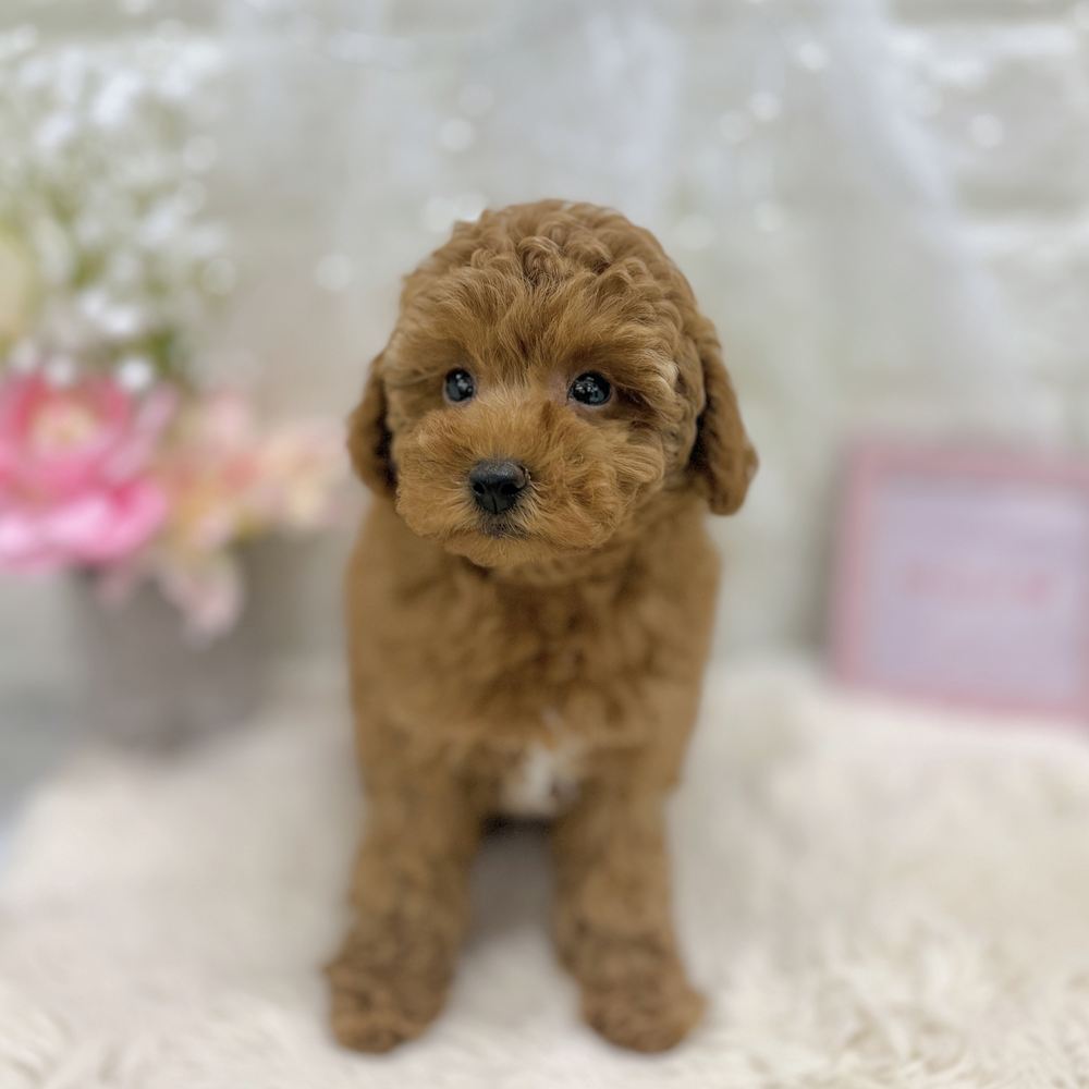 福井県のトイプードル(トイ) (犬の家＆猫の里アミーゴ福井大和田店/2026年8月8日生まれ/女の子/レッドフォーン)の子犬の3枚目の画像