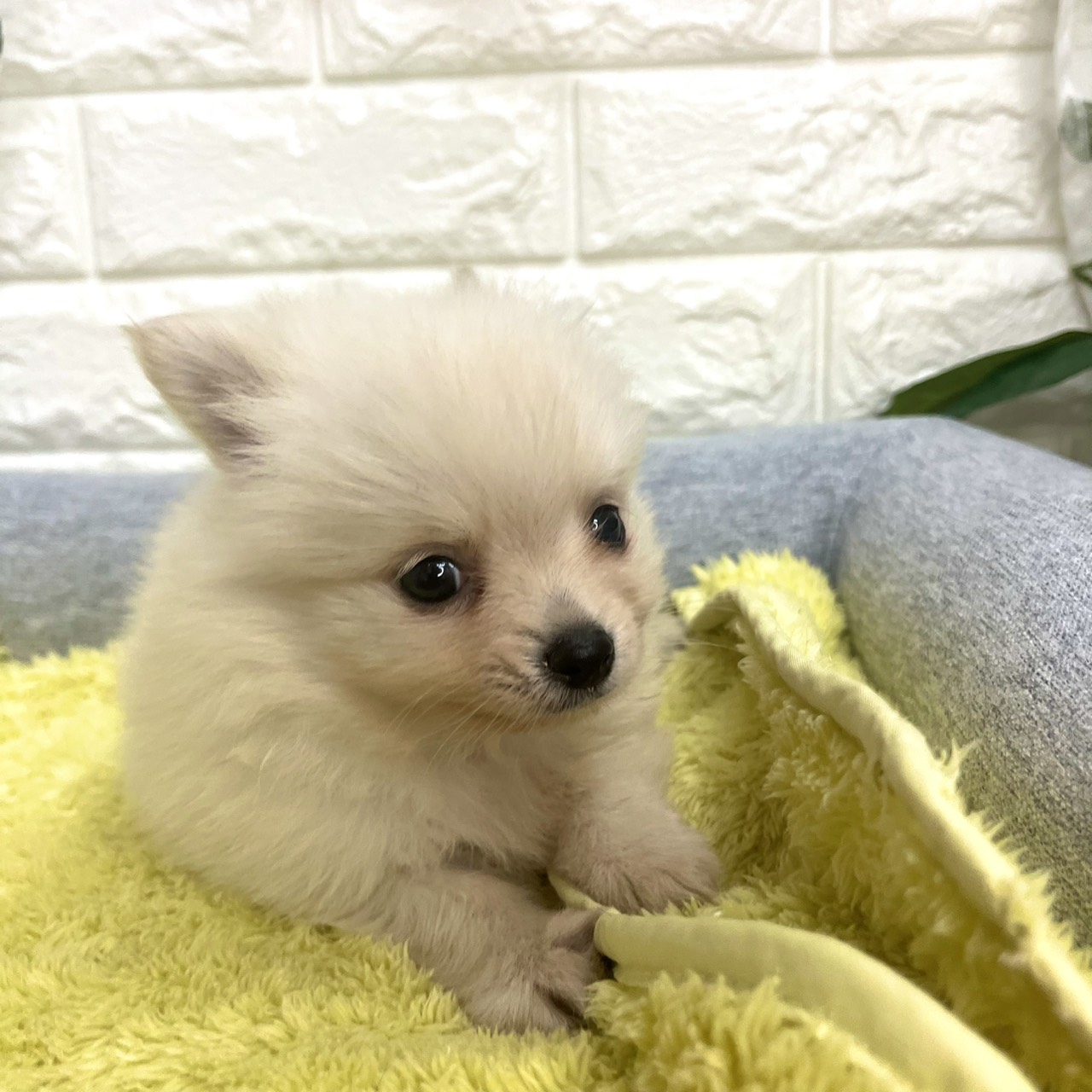 長野県のポメチワ/チワポメ/ポメチー(ポメラニアン×チワワ) (犬の家＆猫の里塩尻店/2026年8月11日生まれ/男の子/クリーム)の子犬の3枚目の画像
