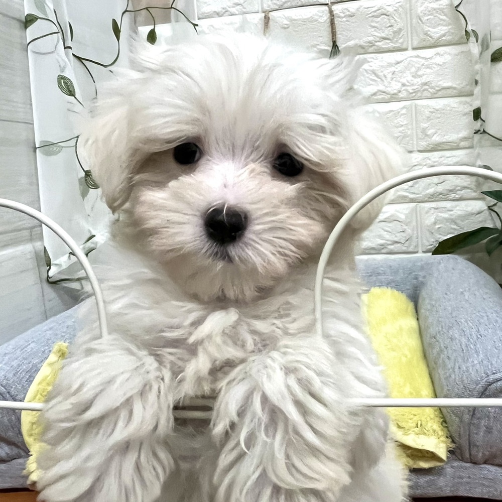 長野県のマルチーズ (犬の家＆猫の里塩尻店/2026年8月7日生まれ/男の子/ホワイト)の子犬の3枚目の画像