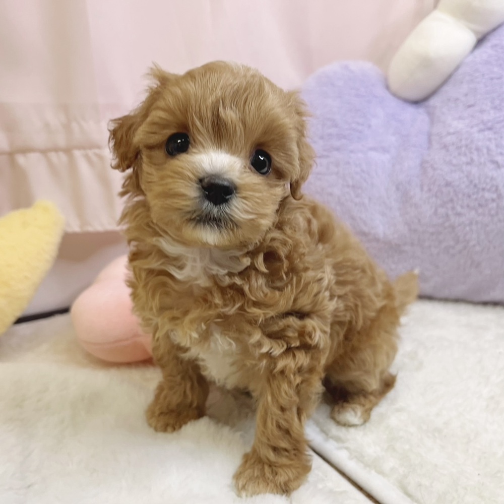 静岡県のマルプー(マルチーズ×プードル) (犬の家＆猫の里マークイズ静岡店/2026年8月10日生まれ/男の子/アプリコット)の子犬の1枚目の画像
