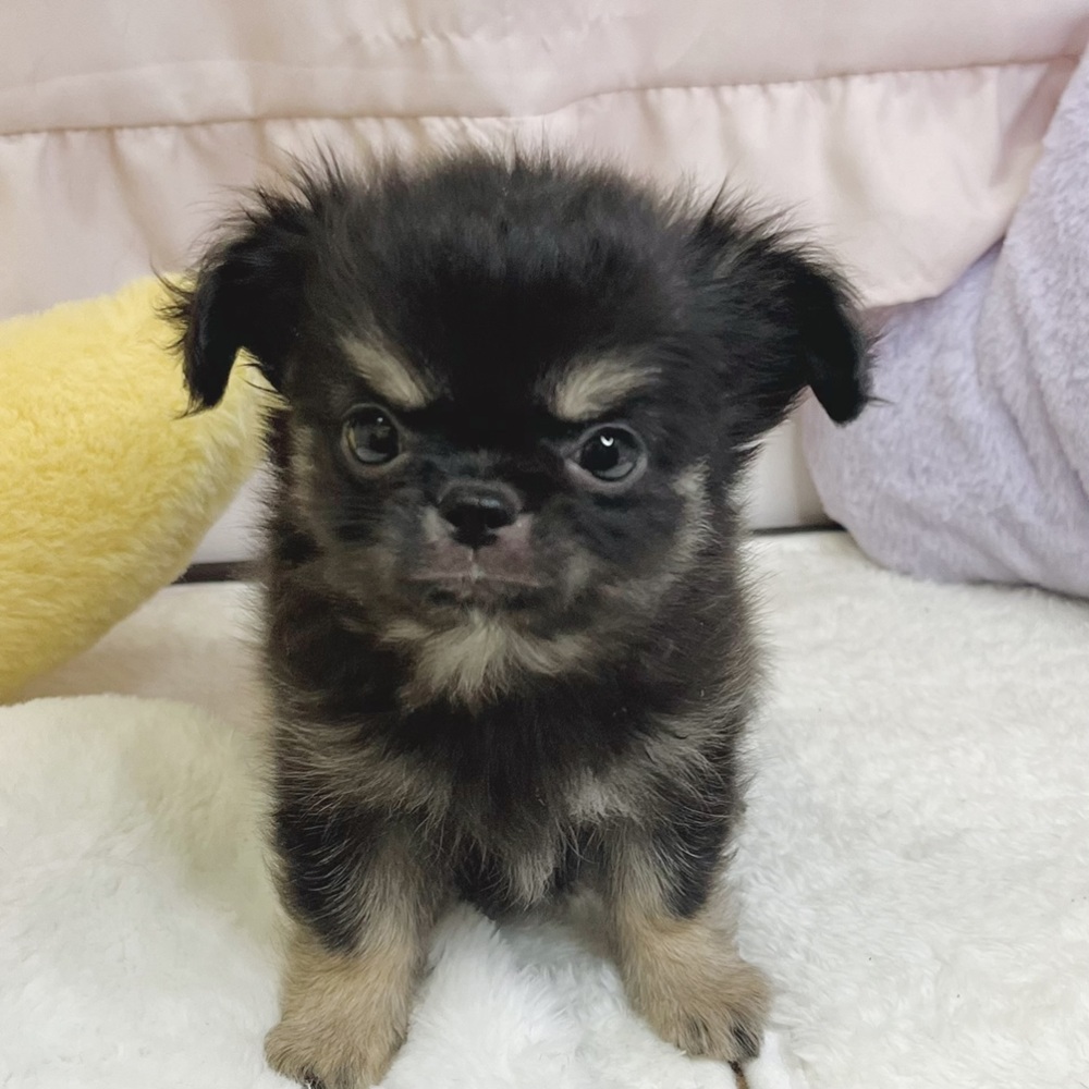 静岡県のチワワ(ロング) (犬の家＆猫の里マークイズ静岡店/2026年8月7日生まれ/男の子/ブラックタンホワイト)の子犬の1枚目の画像