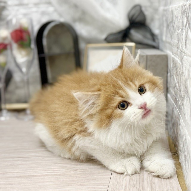 千葉県のサイベリアン (犬の家＆猫の里ワンズモール稲毛店/2026年8月8日生まれ/男の子/レッドタビーホワイト)の子猫の3枚目の画像