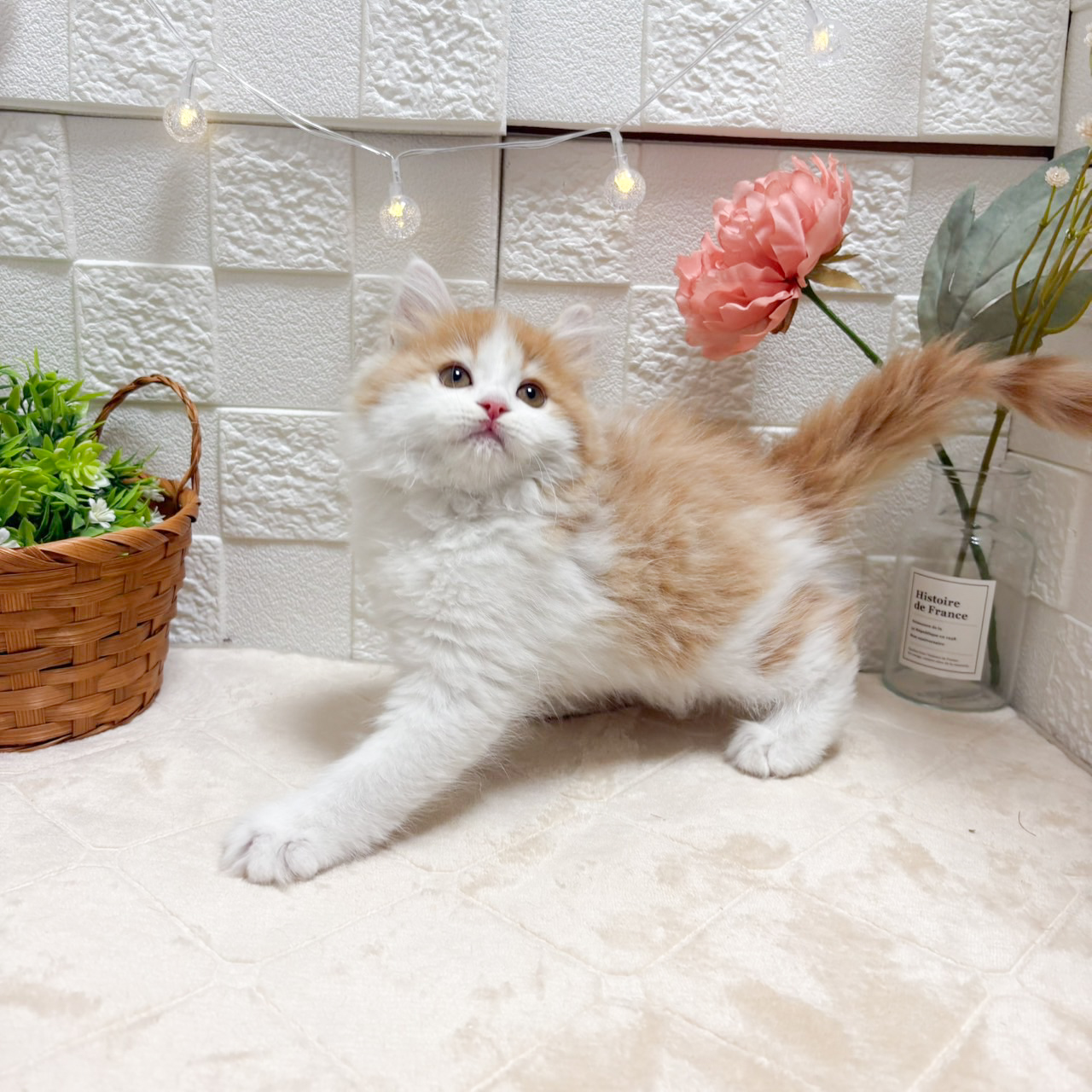 東京都のサイベリアン (犬の家＆猫の里ペットフォレスト小平店/2026年8月8日生まれ/女の子/レッドタビーホワイト)の子猫の3枚目の画像