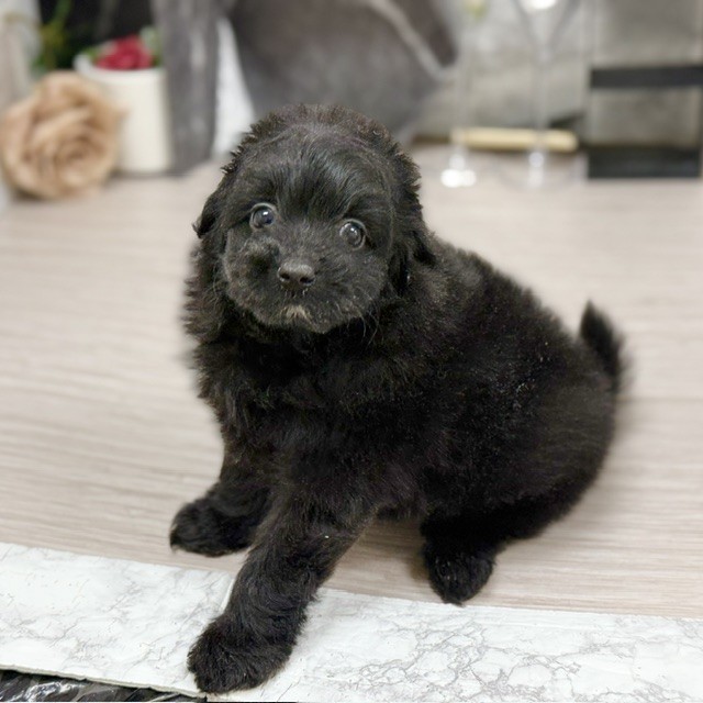 千葉県のポメプー(ポメラニアン×プードル) (犬の家＆猫の里ワンズモール稲毛店/2026年8月9日生まれ/女の子/ブラック)の子犬の3枚目の画像
