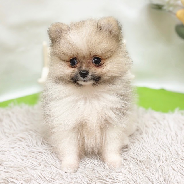 静岡県のポメラニアン (犬の家＆猫の里藤枝店/2026年8月11日生まれ/女の子/パーティーカラー)の子犬の3枚目の画像