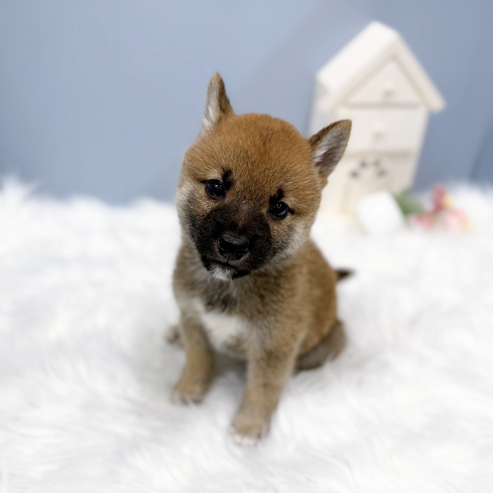 愛知県の豆柴 (犬の家＆猫の里岡崎店/2026年8月10日生まれ/男の子/赤)の子犬の3枚目の画像