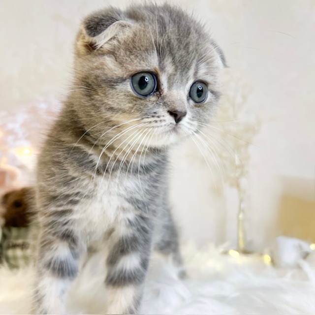 東京都のスコティッシュフォールド (犬の家＆猫の里新宿店/2026年8月9日生まれ/女の子/ブルーパッチドタビー)の子猫の3枚目の画像