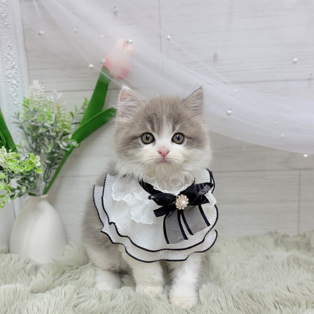 神奈川県のスコティッシュストレート (犬の家＆猫の里相模原店/2026年8月11日生まれ/男の子/ブルータビーホワイト)の子猫の3枚目の画像