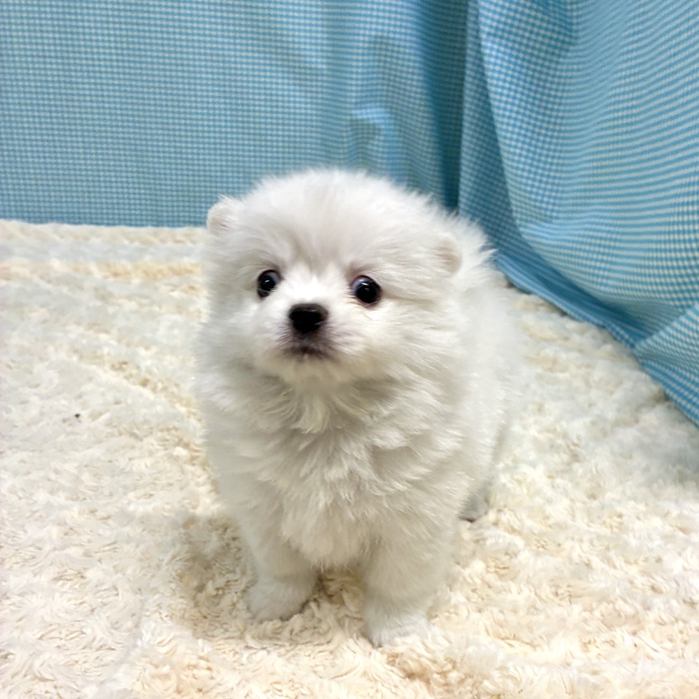 愛知県のポメチワ/チワポメ/ポメチー(ポメラニアン×チワワ) (犬の家＆猫の里一宮店/2026年8月11日生まれ/女の子/クリームホワイト)の子犬の3枚目の画像