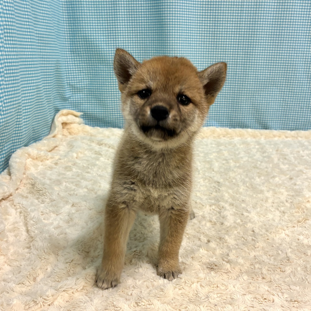 愛知県の柴犬(標準サイズ) (犬の家＆猫の里一宮店/2026年8月11日生まれ/女の子/赤)の子犬の3枚目の画像