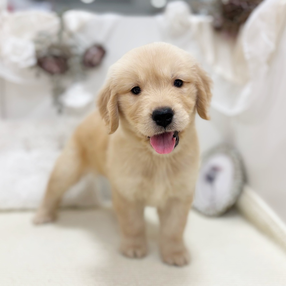 岐阜県のゴールデンレトリバー (犬の家＆猫の里カラフルタウン岐阜店/2026年8月12日生まれ/女の子/ゴールデン)の子犬の3枚目の画像