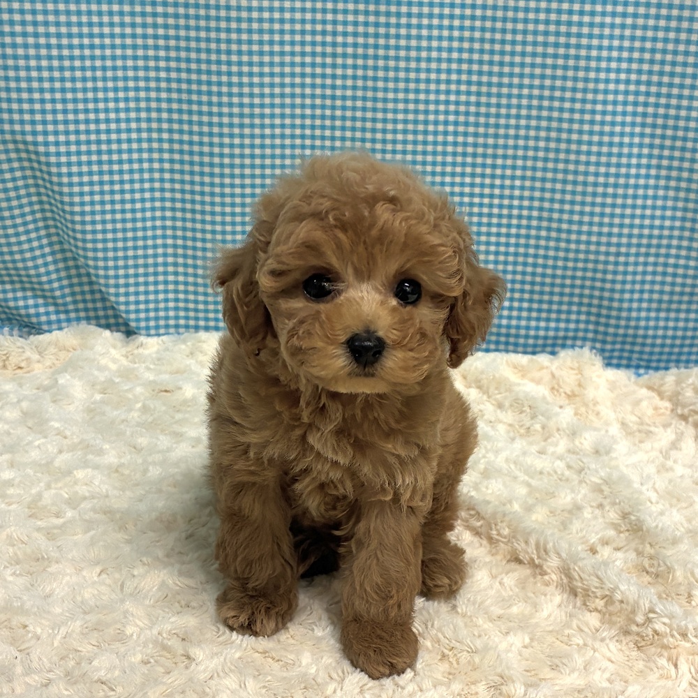 愛知県のトイプードル(トイ) (犬の家＆猫の里一宮店/2026年8月11日生まれ/男の子/オレンジフォーン)の子犬の3枚目の画像