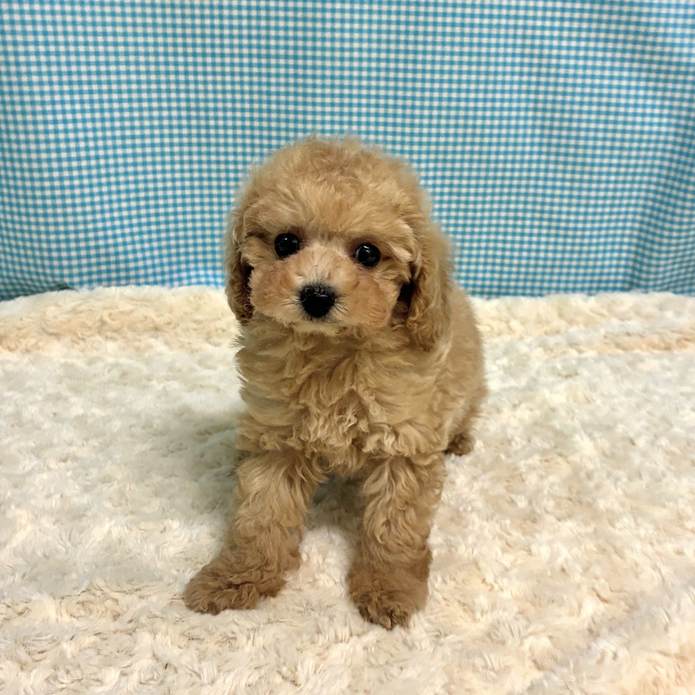 愛知県のトイプードル(トイ) (犬の家＆猫の里一宮店/2026年8月12日生まれ/女の子/オレンジフォーン)の子犬の3枚目の画像