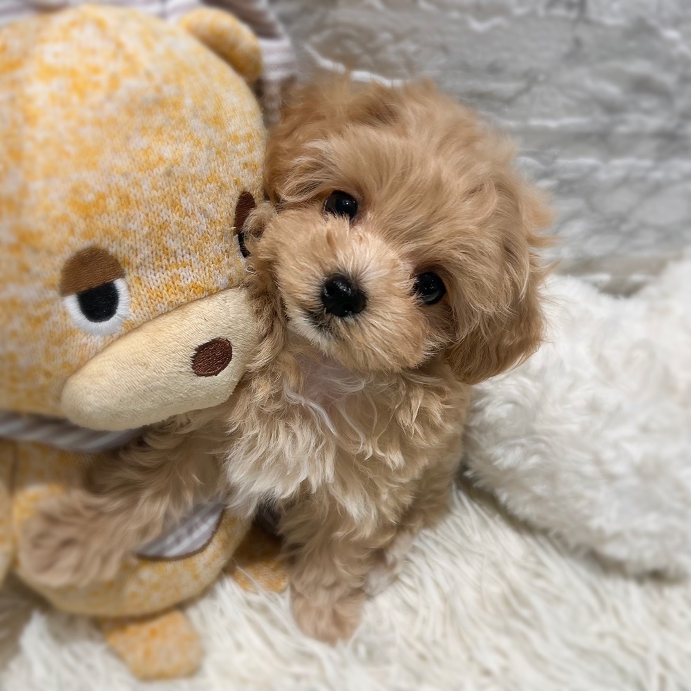 愛知県のマルプー(マルチーズ×プードル) (犬の家＆猫の里MiO香久山店/2026年8月12日生まれ/女の子/アプリコット)の子犬の3枚目の画像