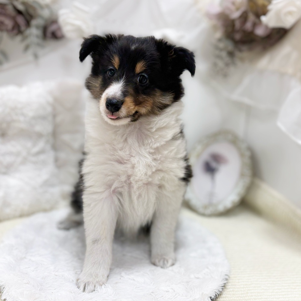 岐阜県のシェットランドシープドッグ (犬の家＆猫の里カラフルタウン岐阜店/2026年8月12日生まれ/女の子/ブラックホワイトタン)の子犬の3枚目の画像