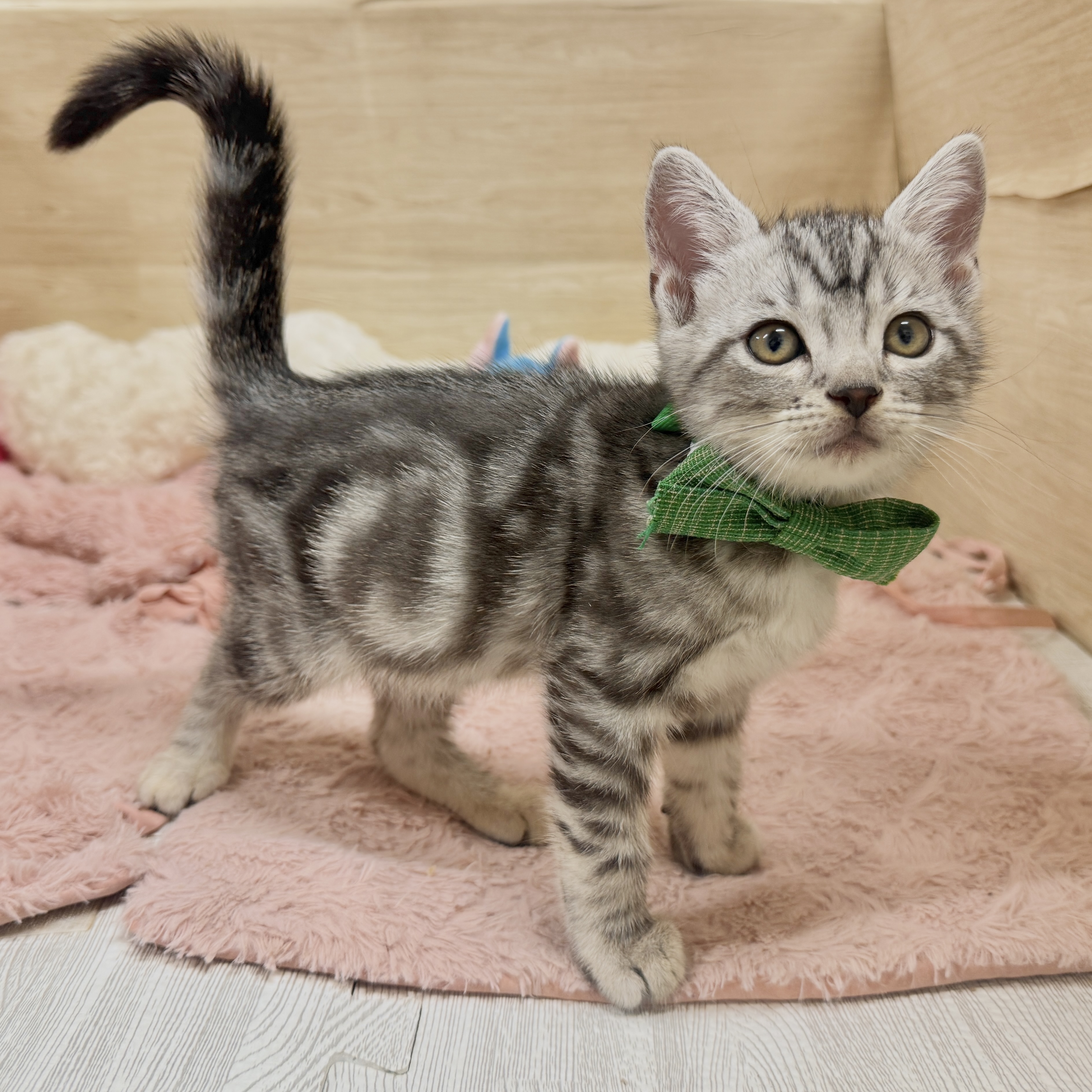 大阪府のアメリカンショートヘアー (犬の家＆猫の里そよら東岸和田店/2026年8月10日生まれ/男の子/シルバータビー)の子猫の3枚目の画像