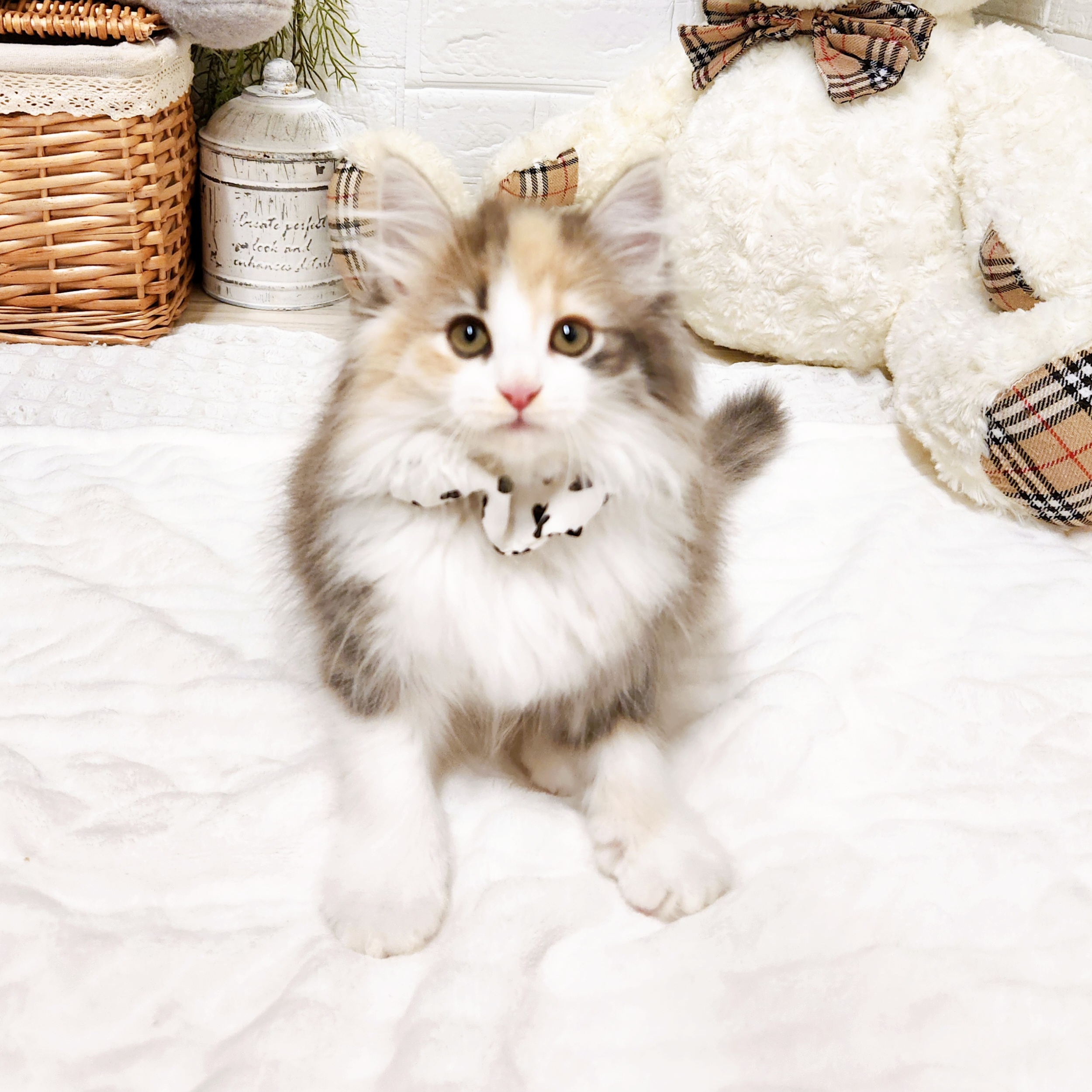 滋賀県のノルウェージャンフォレストキャット (犬の家＆猫の里近江八幡店/2026年8月11日生まれ/女の子/ブルーパッチドタビーホワイト)の子猫の3枚目の画像
