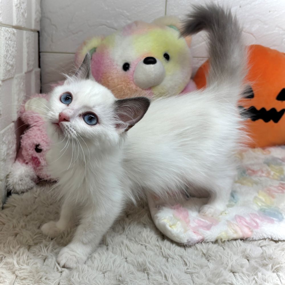 兵庫県のラグドール (犬の家＆猫の里ゆめタウン姫路店/2026年8月12日生まれ/男の子/ブルーポイントバイカラー)の子猫の3枚目の画像
