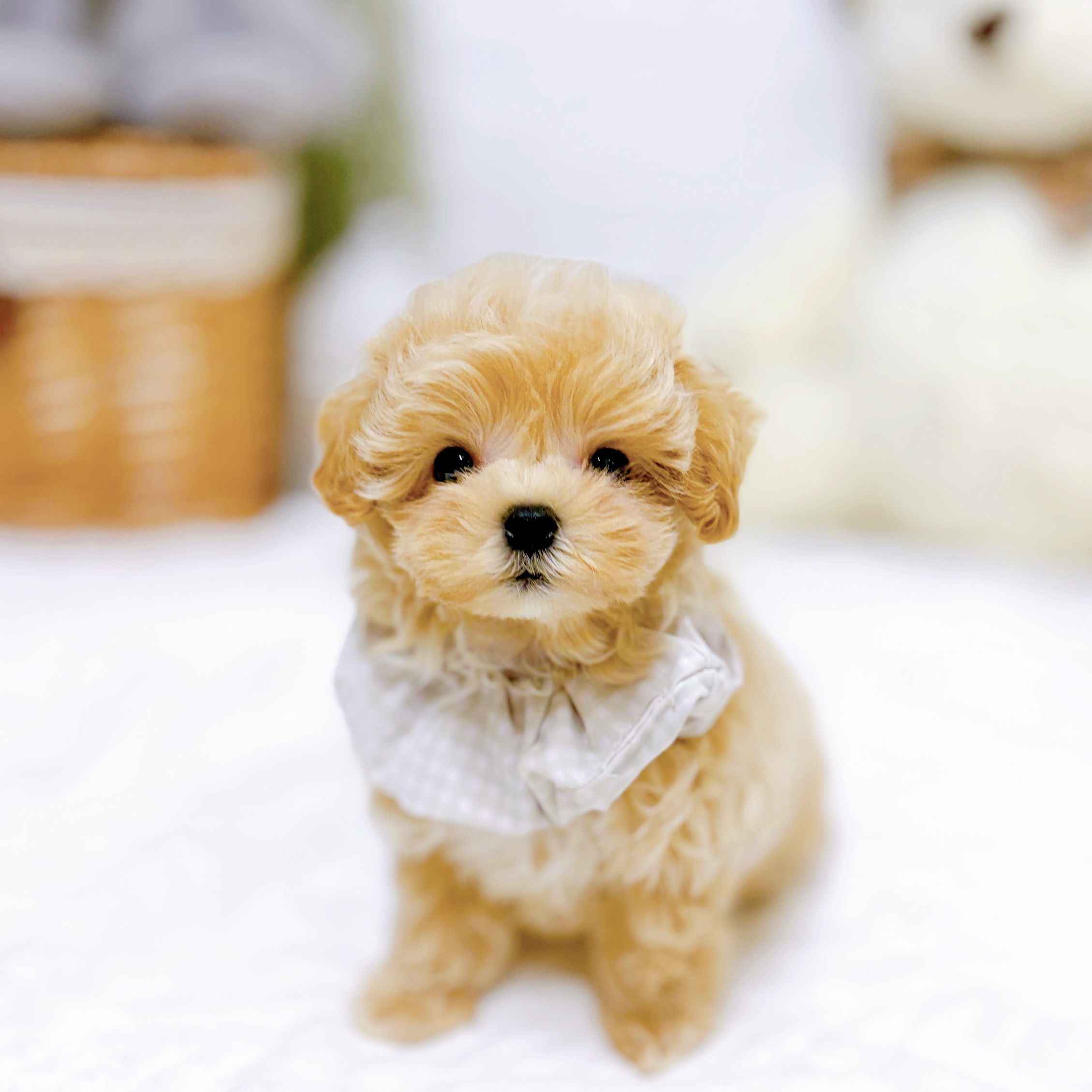 マルプー（プーマル）の子犬一覧 | ペットショップ 犬の家&猫の里