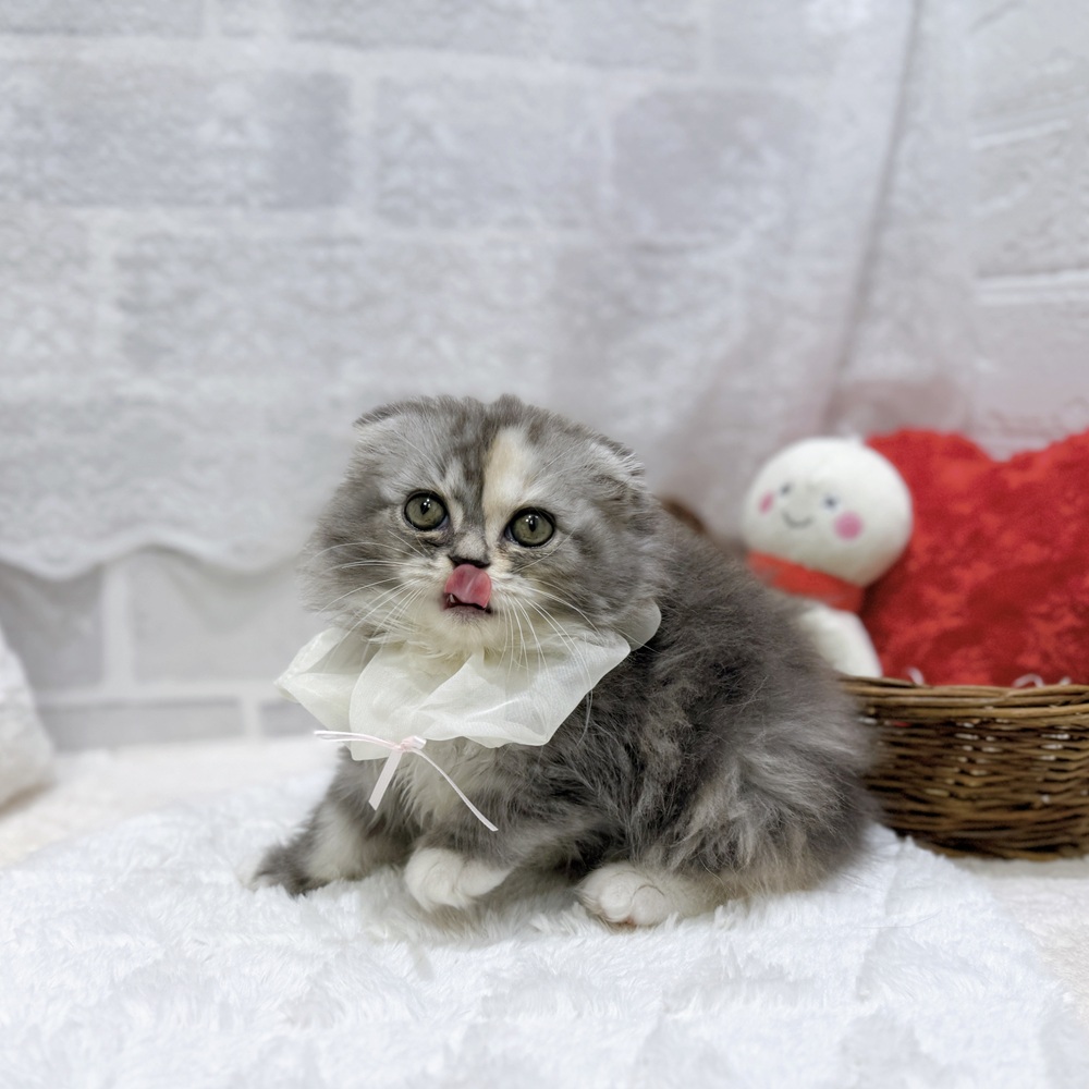 滋賀県のスコティッシュフォールド (犬の家＆猫の里長浜店/2026年8月13日生まれ/女の子/ブルーパッチドタビーホワイト)の子猫の3枚目の画像