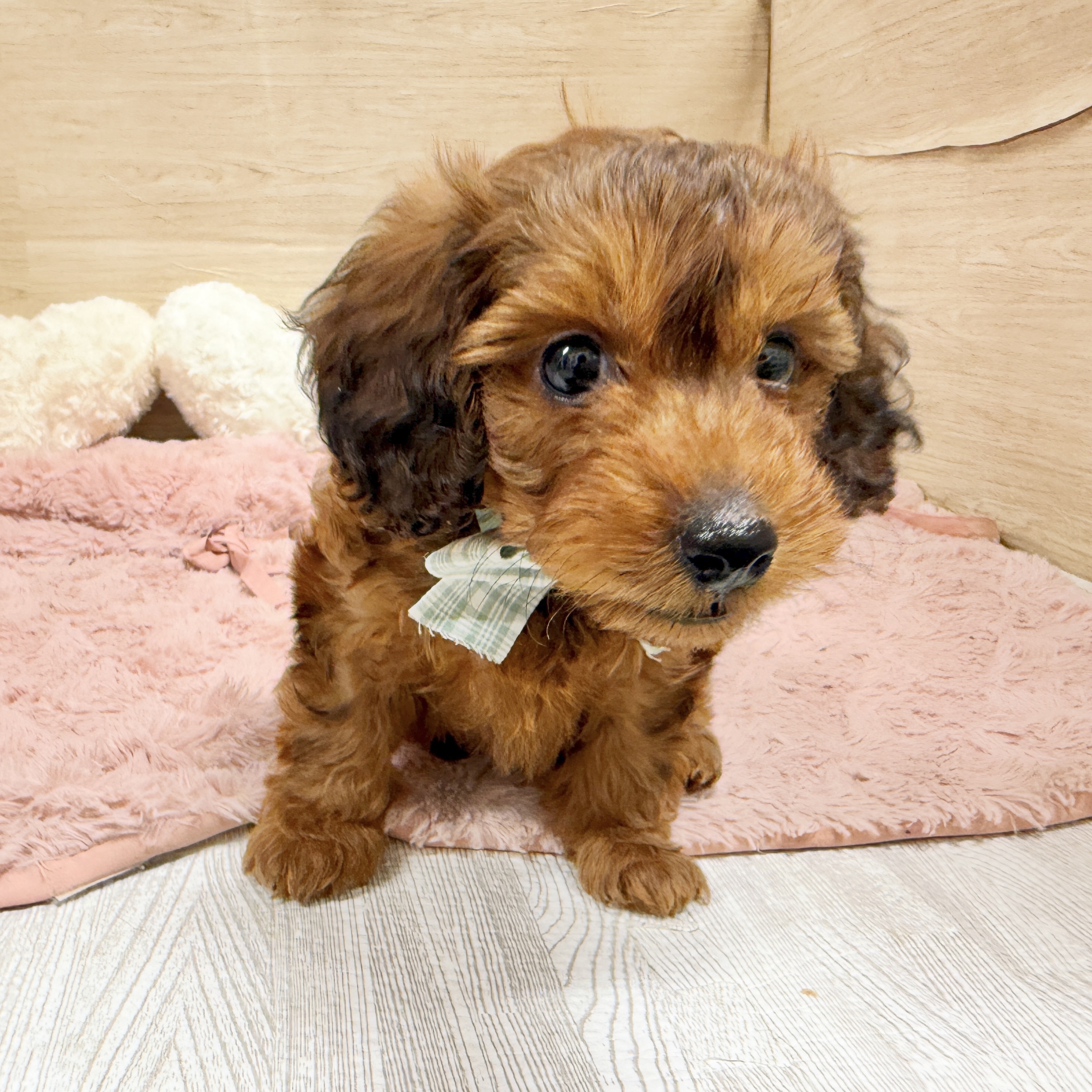 大阪府のダップー(ダックス×プードル) (犬の家＆猫の里そよら東岸和田店/2026年8月13日生まれ/男の子/レッド)の子犬の3枚目の画像