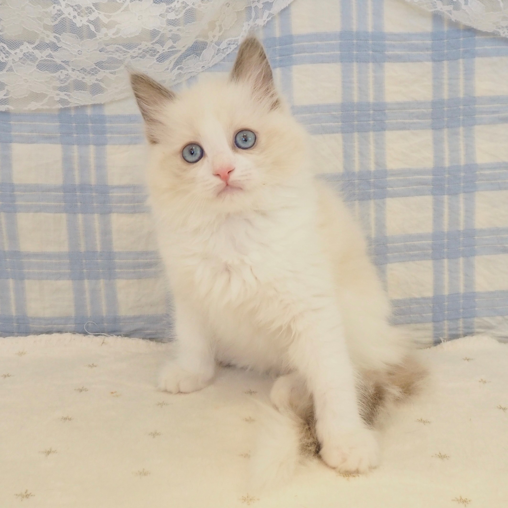 大阪府のラグドール (犬の家＆猫の里もりのみやキューズモールBASE店/2026年8月8日生まれ/女の子/シールポイントバイカラー)の子猫の3枚目の画像