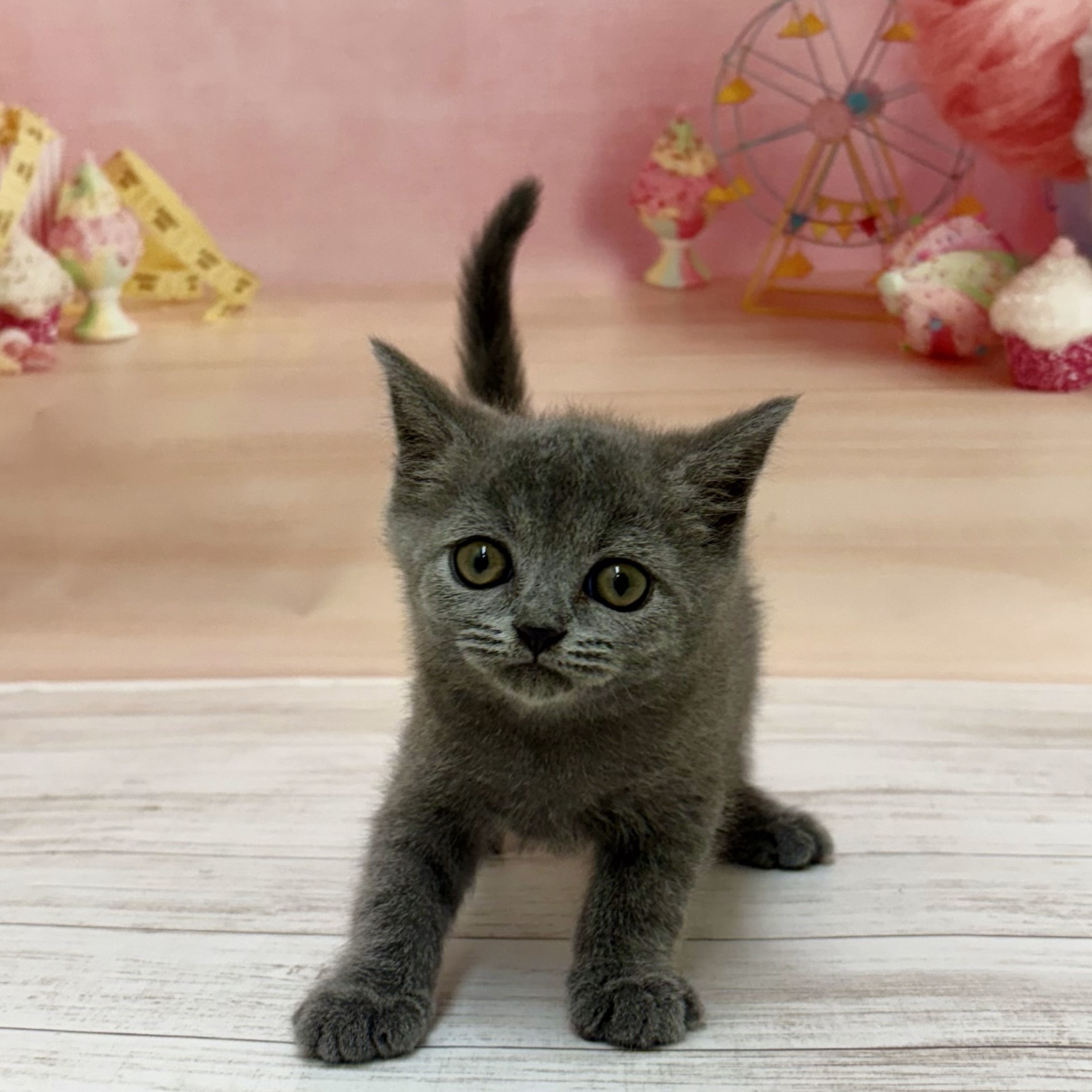 兵庫県のブリティッシュショートヘアー (犬の家＆猫の里尼崎店/2026年8月13日生まれ/男の子/ブルー)の子猫の3枚目の画像