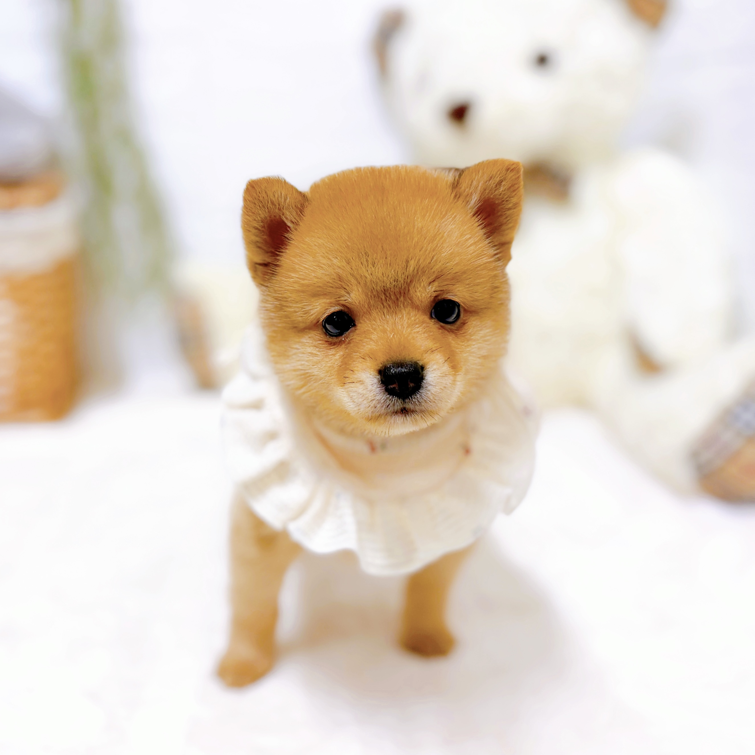 滋賀県のポメ柴/豆ポメ/ポメ豆柴(ポメラニアン×柴犬) (犬の家＆猫の里近江八幡店/2026年8月12日生まれ/女の子/オレンジ)の子犬の3枚目の画像