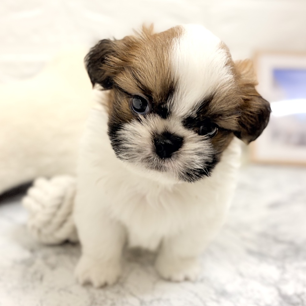 愛知県のシーズー (犬の家＆猫の里豊田店/2026年8月14日生まれ/男の子/ゴールドホワイト)の子犬の3枚目の画像