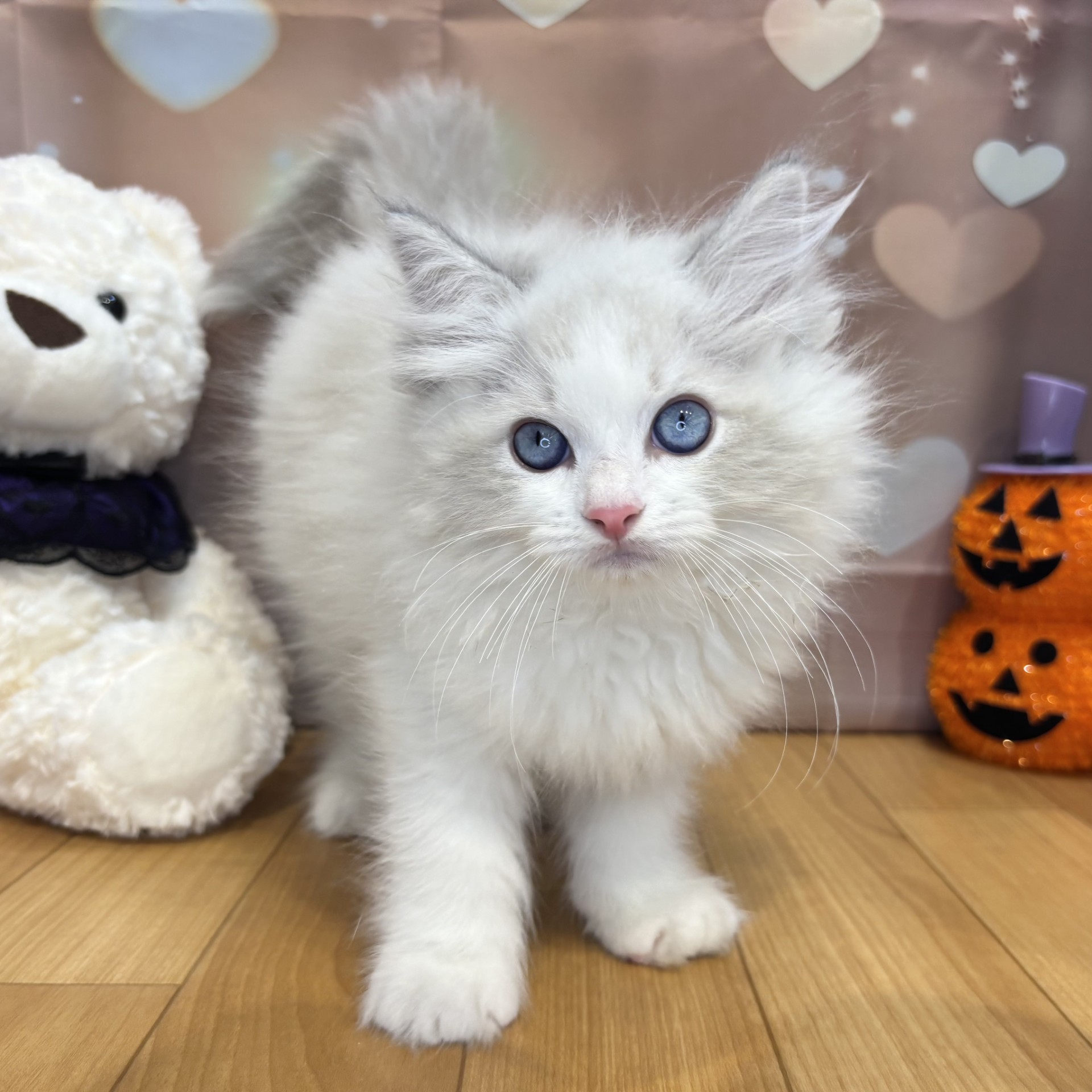 長野県のラグドール (犬の家＆猫の里カインズ梓川店/2026年8月11日生まれ/男の子/ブルーポイントバイカラー)の子猫の3枚目の画像