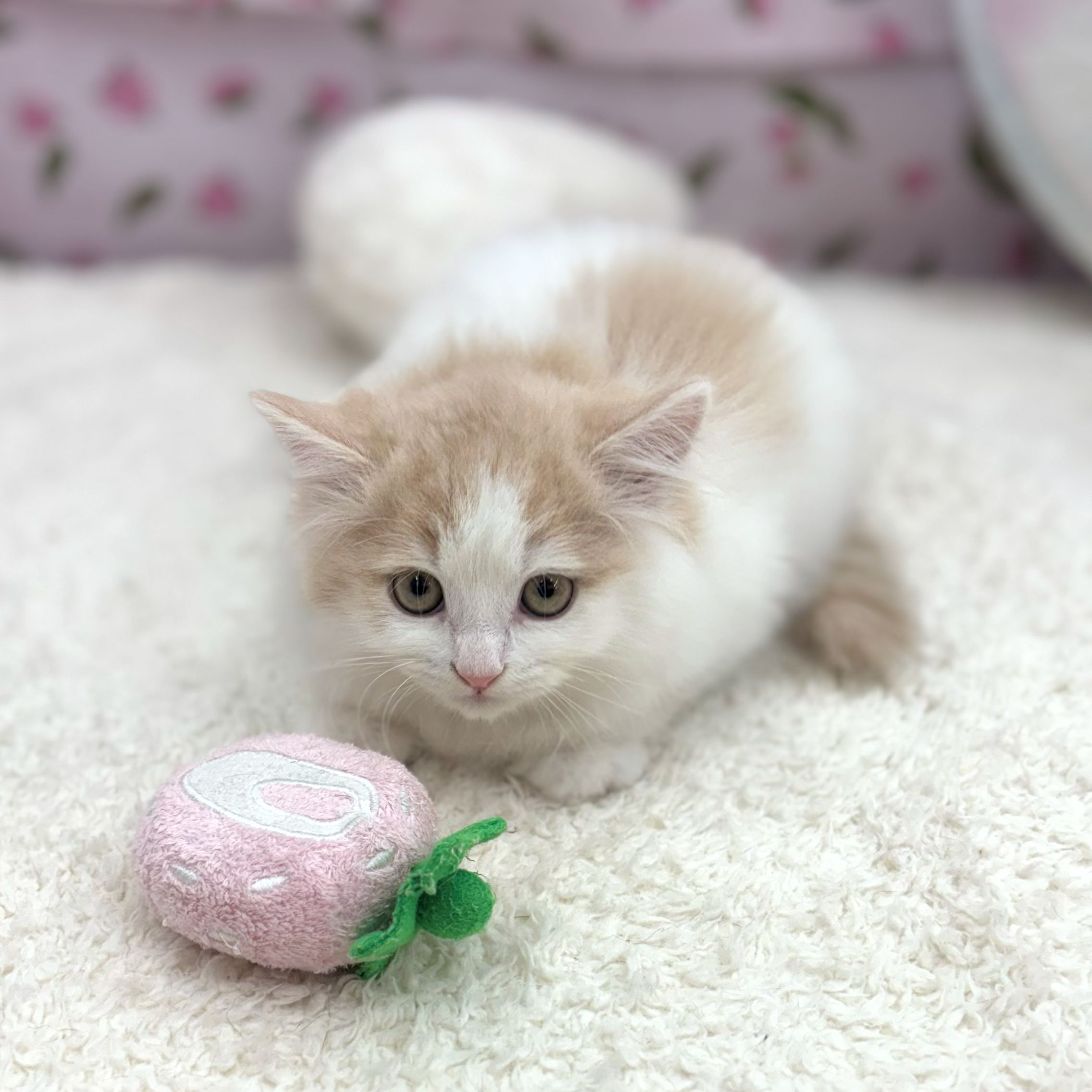 愛知県のサイベリアン (犬の家＆猫の里エアポートウォーク店/2026年8月12日生まれ/女の子/クリームタビーホワイト)の子猫の3枚目の画像