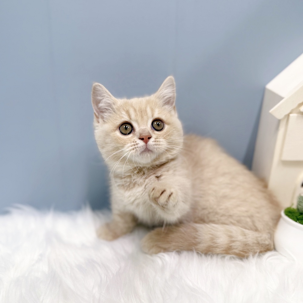 愛知県のマンチカン (犬の家＆猫の里岡崎店/2026年8月13日生まれ/女の子/クリームタビー)の子猫の3枚目の画像