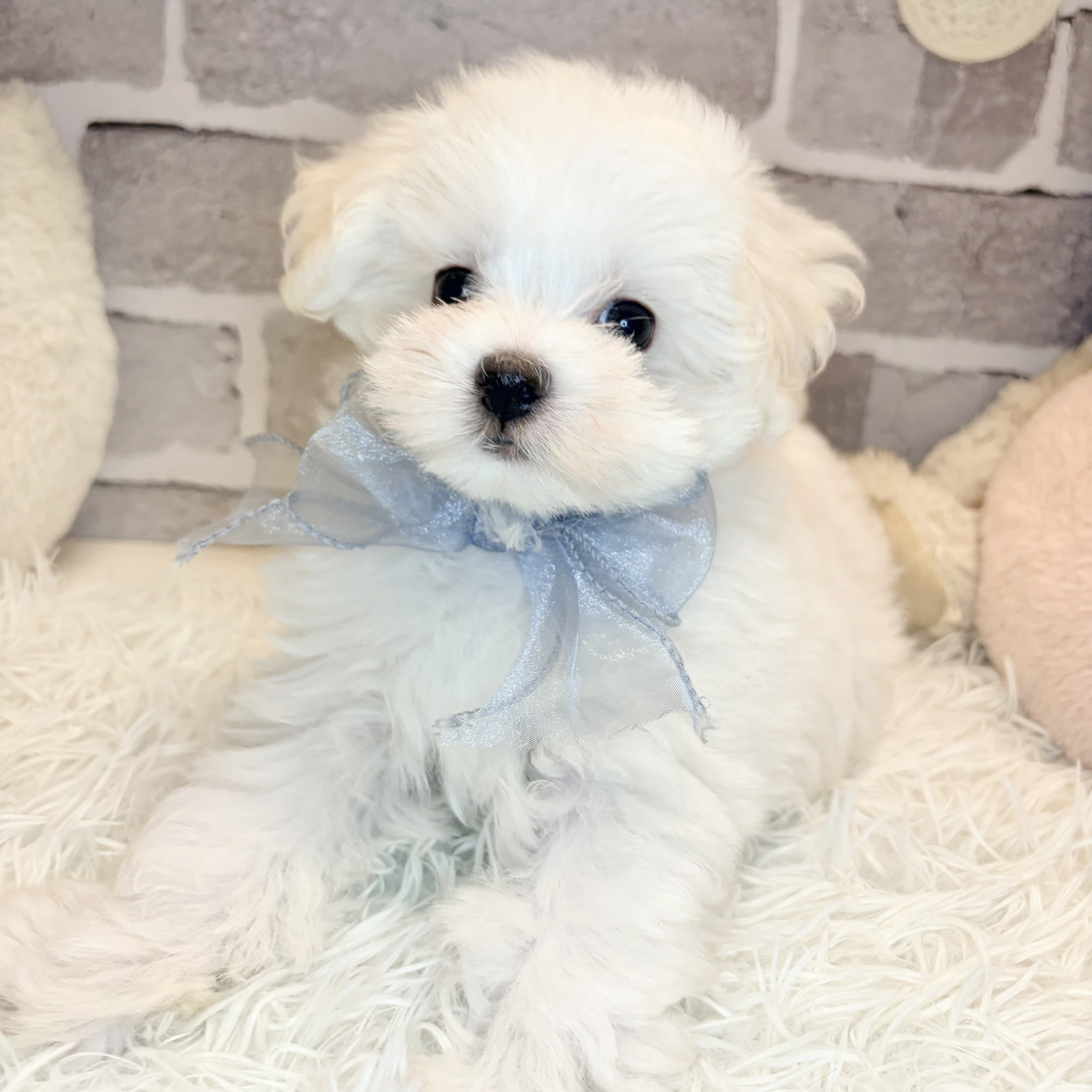 兵庫県のマルチーズ (犬の家＆猫の里神戸店/2026年8月10日生まれ/女の子/ホワイト)の子犬の3枚目の画像